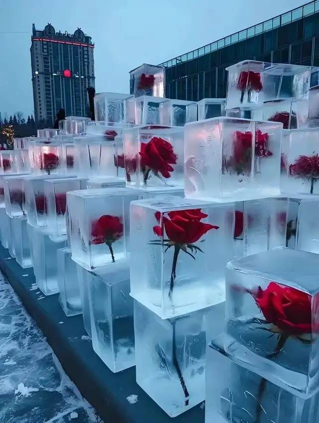 美哭了！哈尔滨冰封玫瑰绽放街头，网友喊话：这回必须去了
