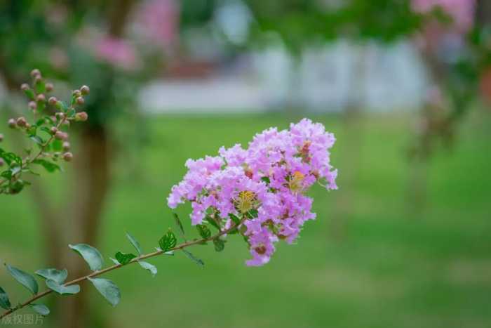 杜牧《紫薇花》：不与百花争艳，淡雅高洁、不矜不伐的谦逊品格