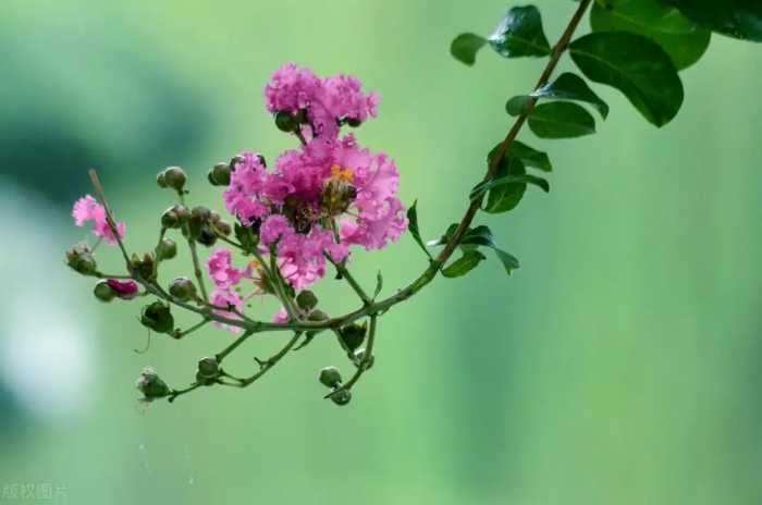 杜牧《紫薇花》：不与百花争艳，淡雅高洁、不矜不伐的谦逊品格