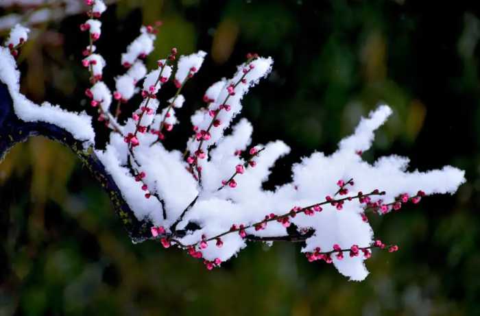 更须踏雪看梅花，十二首踏雪寻梅的诗词，看雪中梅花傲雪绽放