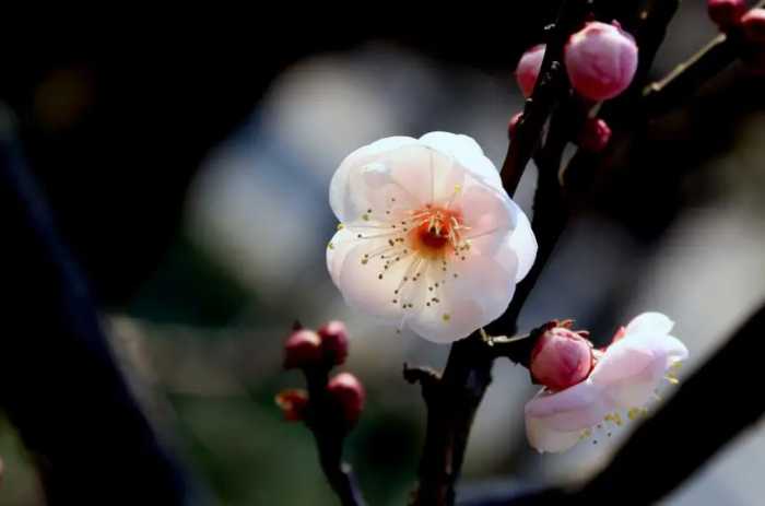 不应辜负腊前梅，十二首赏梅的诗词，欣赏寒冬中怒放的梅花