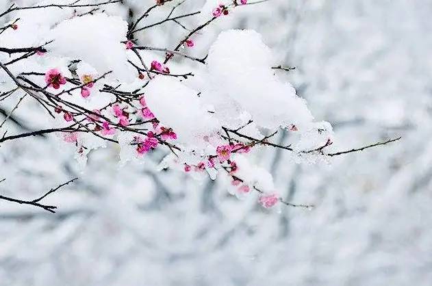 更须踏雪看梅花，十二首踏雪寻梅的诗词，看雪中梅花傲雪绽放