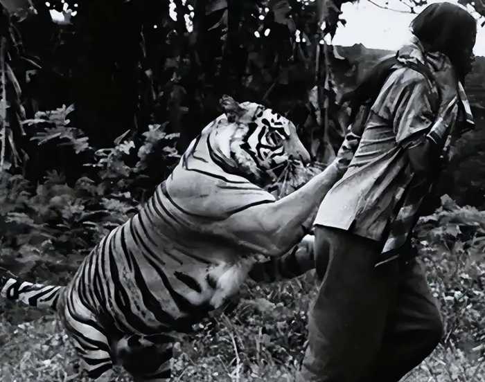 老虎吃人后为啥一定要击毙？不是杀人偿命，而是有不堪设想的后患