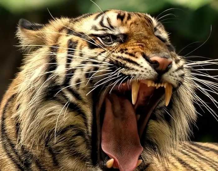 老虎吃人后为啥一定要击毙？不是杀人偿命，而是有不堪设想的后患