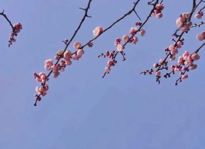 诗词丨50句“花”字飞花令，最适合春天品读，太浪漫了！